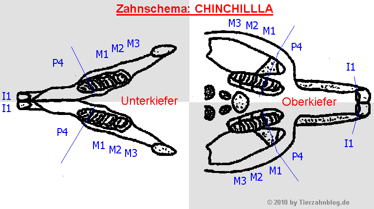 Tierzahnblog Zahnschema Chinchilla