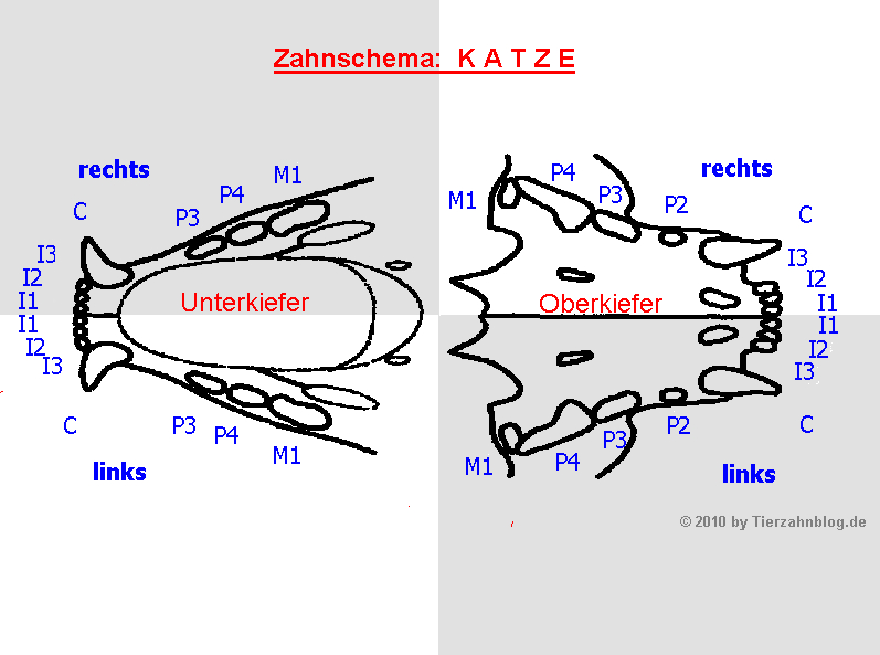 Tierzahnblog Zahnschema Katze