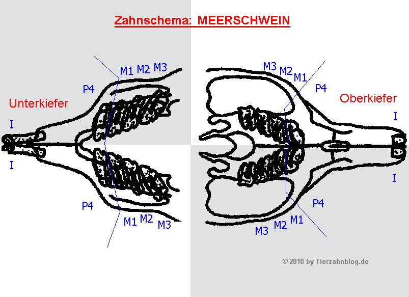 Tierzahnblog Zahnschema Meerschweinchen